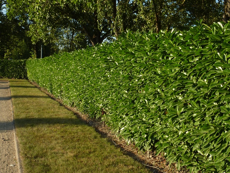 Kit Haie Persistante Laurier Palme Sur Le Mur V g tal